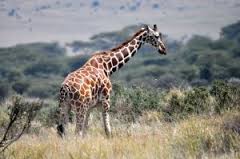 Kenya luxury safaris