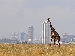 Excursions in Nairobi